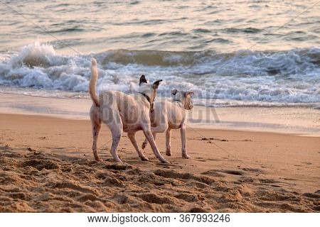 CANDOLIM, INDIA - FEBRUARY 20, 2020: Dogs are played at Candolim Beach, North Goa, India