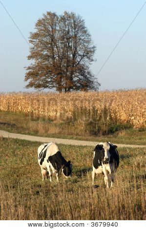 Cows Grazing