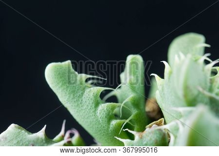 Leaves Of The Succulent Plant Faucaria Felina