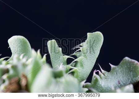 Leaves Of The Succulent Plant Faucaria Felina