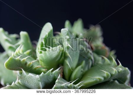 Leaves Of The Succulent Plant Faucaria Felina