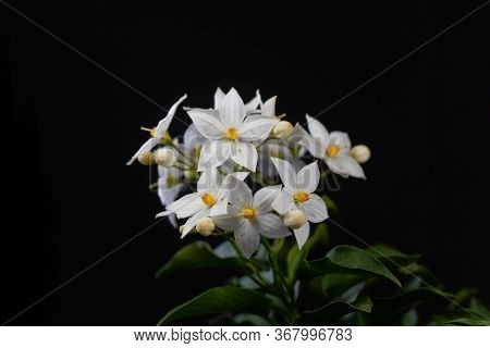 Flowers Of A Jasmine Nightshade, Solanum Laxum