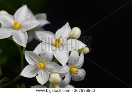 Flowers Of A Jasmine Nightshade, Solanum Laxum