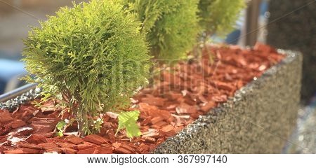 Little Tuya Trees In Pot On The Balcony. Soft Light, Selective Focus. Natural Living Concept