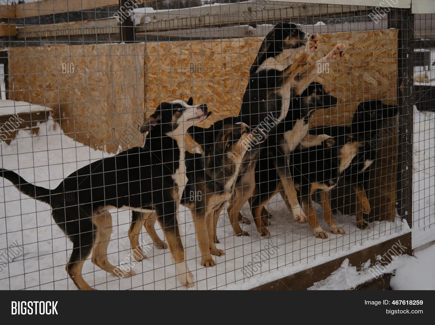 Alaskan Husky Kennel Image & Photo (Free Trial) Bigstock