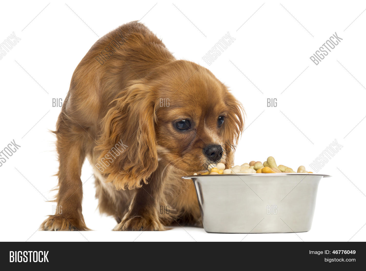 Американский кокер-спаниель кушает. Каким кормом кормить спаниель. Корм для кокер спаниеля английского. Корм роял канин для спаниелей щенков. Каким кормом кормить спаниель.