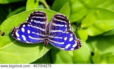 Blue Wave Butterfly Sitting On Green Leaves In A Garden.