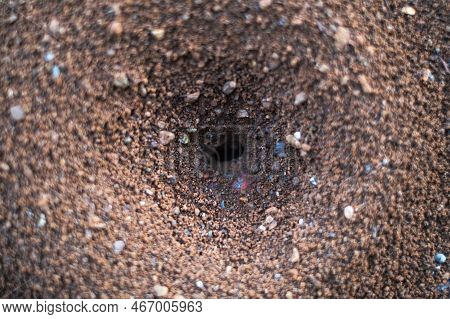 Nest Of Ants On The Ground. Closeup View