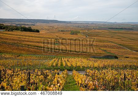 Autumn View On Colorful Grand Cru Champagne Vineyards Near Moulin De Verzenay, Pinot Noir Grape Plan
