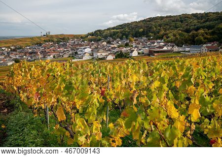 Autumn View On Colorful Grand Cru Champagne Vineyards Near Moulin De Verzenay, Pinot Noir Grape Plan
