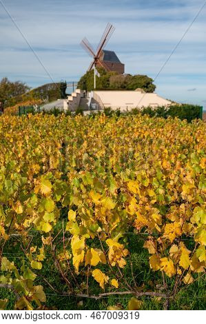 Autumn View On Colorful Grand Cru Champagne Vineyards Near Moulin De Verzenay, Pinot Noir Grape Plan