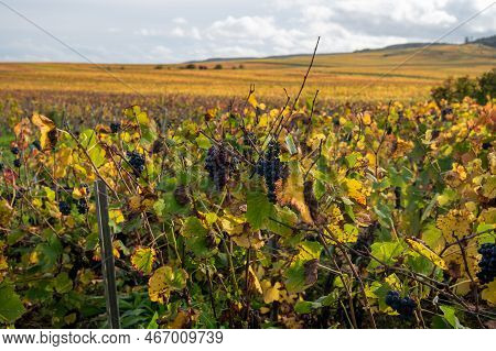 Autumn View On Colorful Grand Cru Champagne Vineyards Near Moulin De Verzenay, Pinot Noir Grape Plan