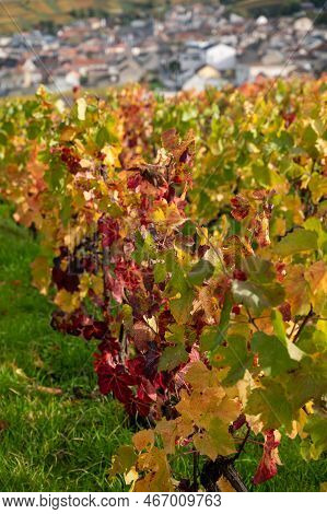 Autumn View On Colorful Grand Cru Champagne Vineyards Near Moulin De Verzenay, Pinot Noir Grape Plan