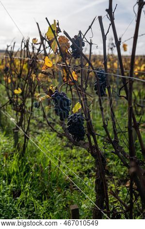 Autumn View On Colorful Grand Cru Champagne Vineyards Near Moulin De Verzenay, Pinot Noir Grape Plan