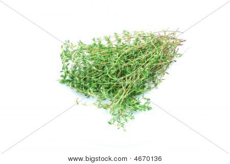 백 리 향
