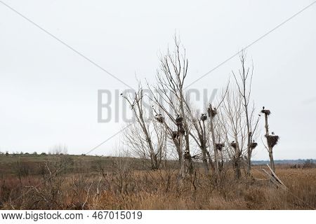 Winter Landscape In Daimiel. Trees With Many Storch On Their Nests. Spain