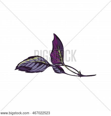 Red Rubin Basil Single Branch Sketch Hand Drawn Vector Illustration Isolated.