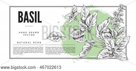 Basil Cooking Herb Background With Square Border, Sketch Vector Illustration.