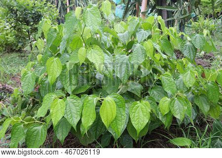 Spice And Tasty Piper Chaba Leaf On Tree