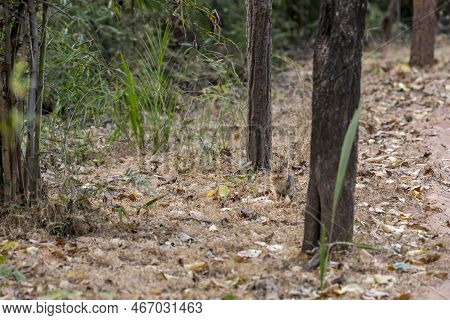 Jungle Cat Or Felis Chaus Or Reed Or Swamp Cat Jungle Lynx In Natural Environment At Bandhavgarh Nat