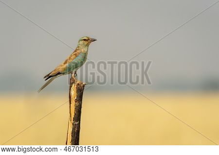 Wild Multi Color Bird Eurasian Or European Roller Or Coracias Garrulus Closeup Or Portrait Perched O
