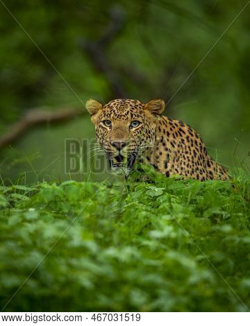 Indian Wild Male Leopard Or Panther Face Closeup Or Portrait In Natural Monsoon Green During Outdoor