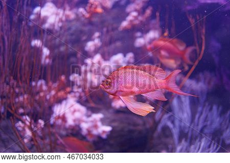 Pink Fishes And Corals Inside A Big Blue Aquarium Tank.