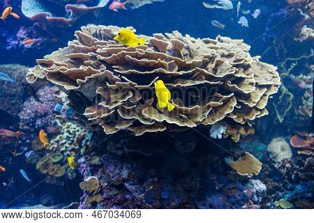 Fishes And Corals Inside A Big Blue Aquarium Tank.