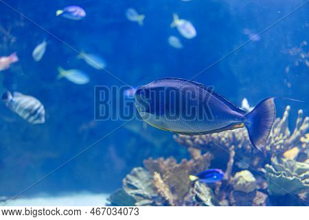 Fishes And Corals Inside A Big Blue Aquarium Tank.