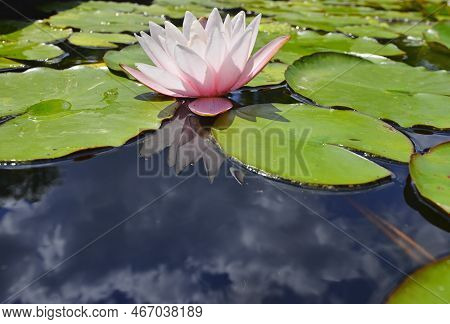 Pink Water Lilies Or Nymphaea In A Decorative Pond In The Garden.