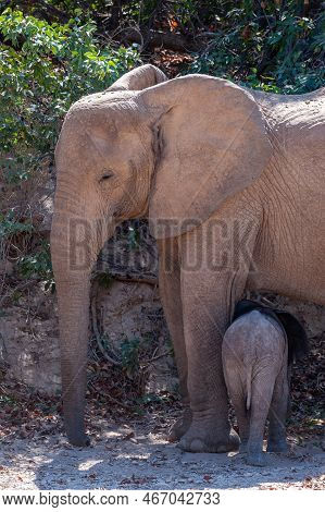Closeup Of An Adult African Desert Elephant - Loxodonta Africana- And Her Calf Wandering In The Dese