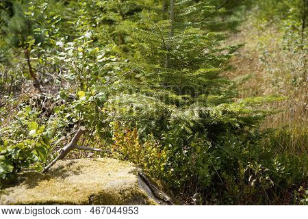 Dying Forests Due To Senseless Clearing In The Forest Tree Stump In The Forest