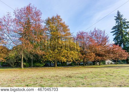 Autumn Trees Line A Streeet In Seatac, Washington.