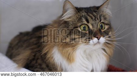 A Cute Cat Looks Funny From Behind A Barrier At Something Interesting. Funny Striped Cat Is Very Cur