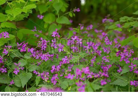 Lunaria, Honesty, Dollar Plant, Money-in-both-pockets, Money Plant, Moneywort, Moonwort, And Silver 