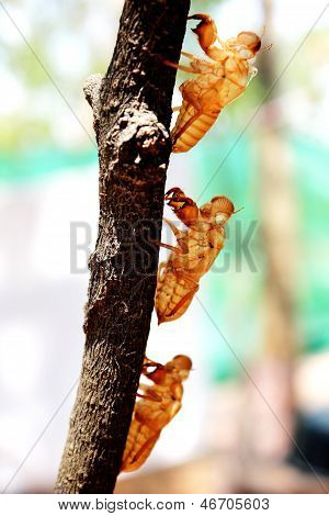 Cicada molting