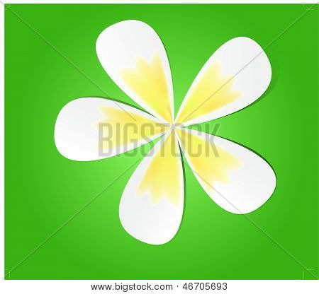 Fiore di frangipani
