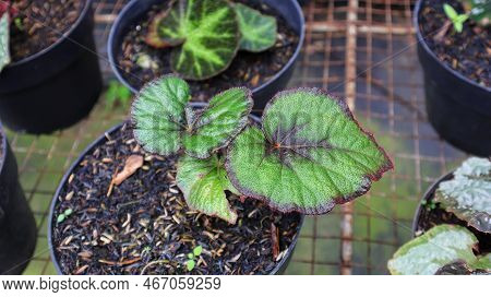 Begonia Fire Flush, One Of A Kind Rex Begonia, Green Leaf With Red Color On The Edges And The Center