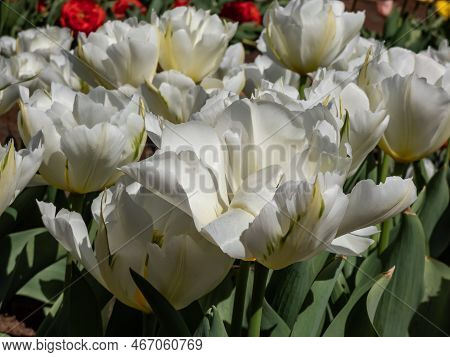 Tulip 'exotic Emperor' Blooming With Large, Double And Fluffy White Flowers With Yellow Flames And E