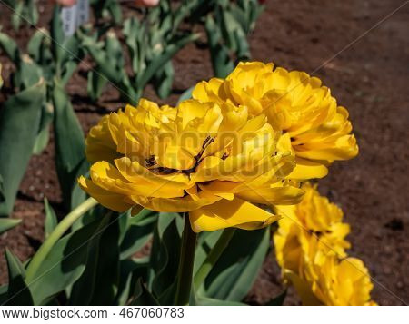 Double Darwin Tulip 'yellow Pomponette' Blooming With Fully Double, Huge Pom-pom Like, Bright Sunshi