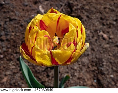 Double Late Tulip 'golden Nizza' Blooming With Striking Yellow Flowers With A Red Flame Effect On Th