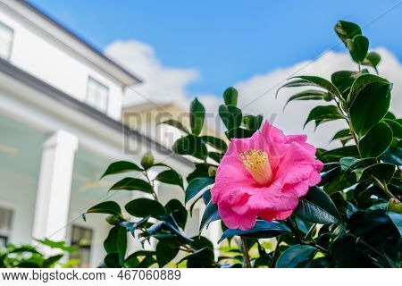 Selective Focus Of Blooming Pink Sasanqua Camellia Flower With A Blurred Background Of Sky And White