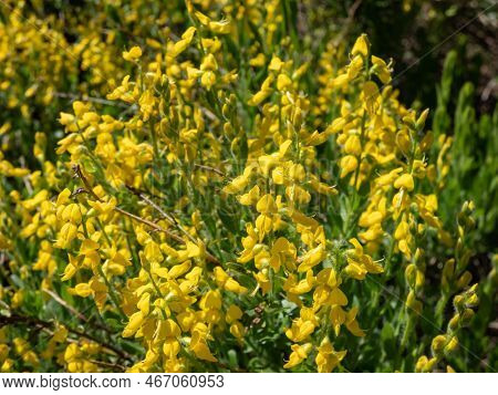 The German Greenweed (genista Germanica) Growing In The Park And Blooming With Yellow Flowers, That 