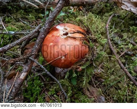 Close-up Shot Of Brightly Colored Pink And White Mushroom (russula) Growing In The Forest Among Moss