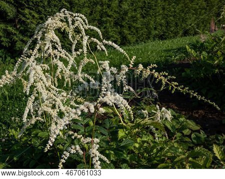 Astilbe Thunbergii 'professor Van Der Wielen' Features A Foliage Mound Of Dark Green Leaves And Larg