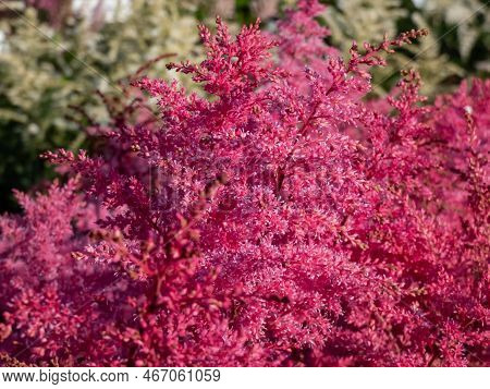 Astilbe Simplicifolia 'aphrodite' Features Fluffy, Cerise-red Plumes, Over A Compact Mound Of Elegan
