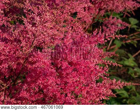 Astilbe Simplicifolia 'aphrodite' Features Fluffy, Cerise-red Plumes, Over A Compact Mound Of Elegan