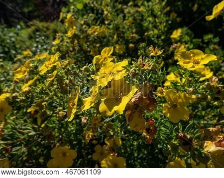 Shrubby Cinquefoil (pentaphylloides Fruticosa) 'tratu' Flowering With Saucer-shaped, Bright Yellow F