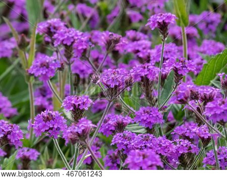 Close-up Shot Of The Verbena Rigida 'venosa' Growing And Blooming With Violet-blue Flowers On Green 