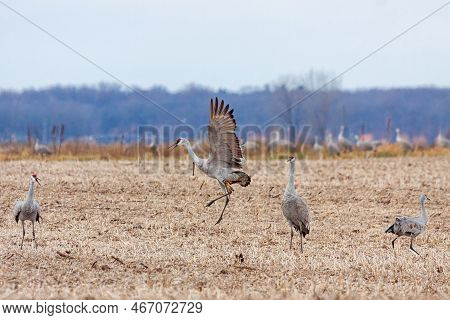Sandhill Cranes Dance Together In A Recently Plowed Cornfield While Tossing Ears Of Corn.